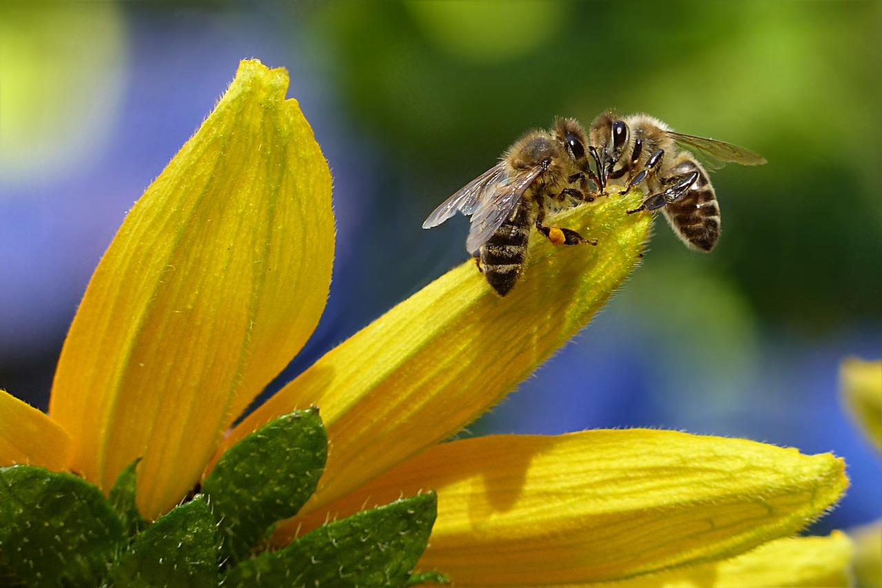 هل وجود النحل فِي البيت يدل على السحر ؟