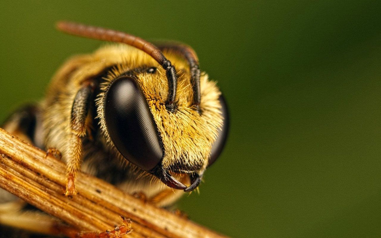 هل وجود النحل فِي البيت يدل على السحر ؟